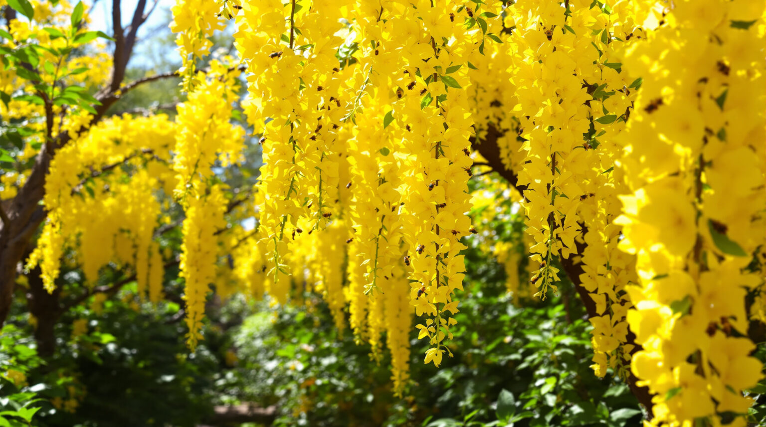Arbre à fleur jaune : Découvrez les variétés les plus éclatantes pour embellir votre jardin !